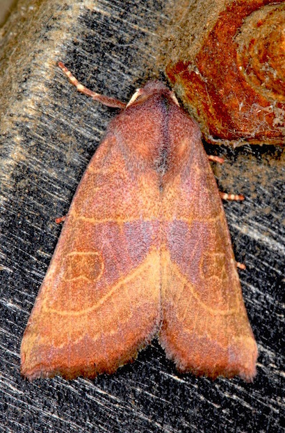 Nuovo Noctuidae - Atethmia ambusta